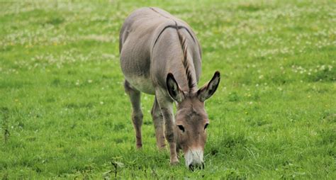 pictures of donkeys backs|animals with cross on back.